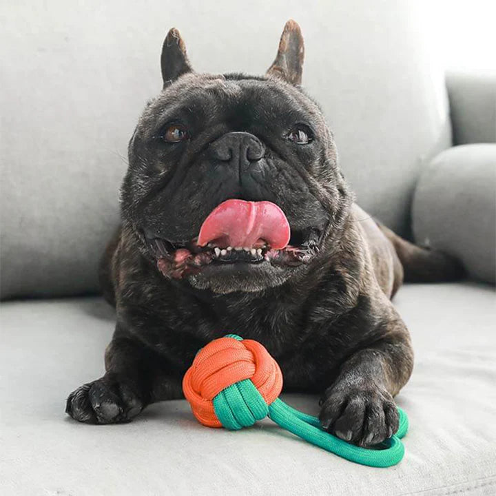 Color Clash Knots Rope Tug Toy for Dogs