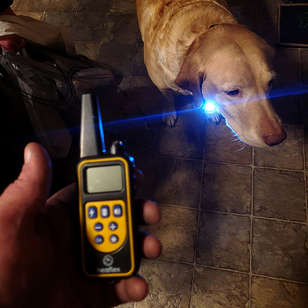 Person holding a dog training device with a blue light on a tiled floor, next to a dog.