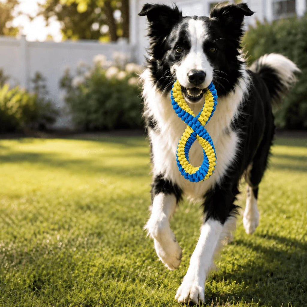 A black and white dog running on a green lawn, holding a blue and yellow rope toy in its mouth. A white house and bushes are visible in the background.