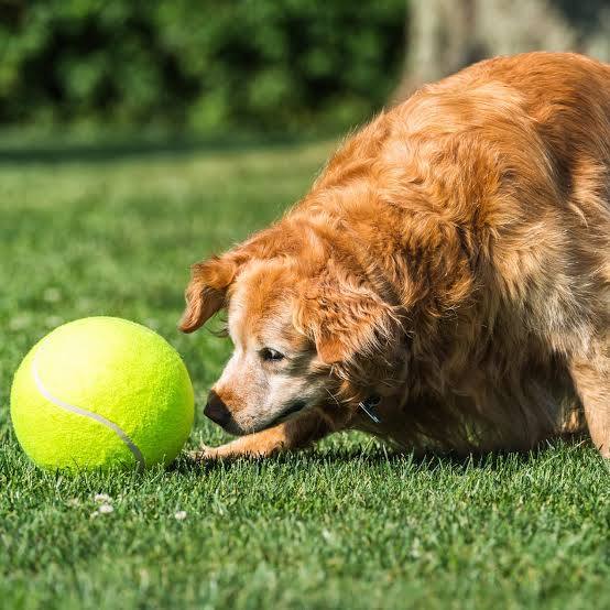 Jumbo Tennis Ball for Dogs - 9.5 Inch Giant Inflatable Dog Toy with Basketball Core