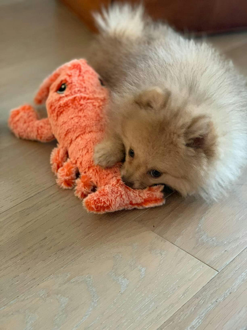 Floppy Lobster Interactive Dog Toy