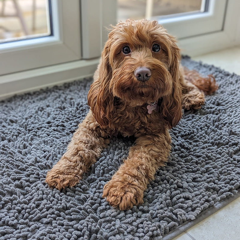 Absorbent Dog DoorMat