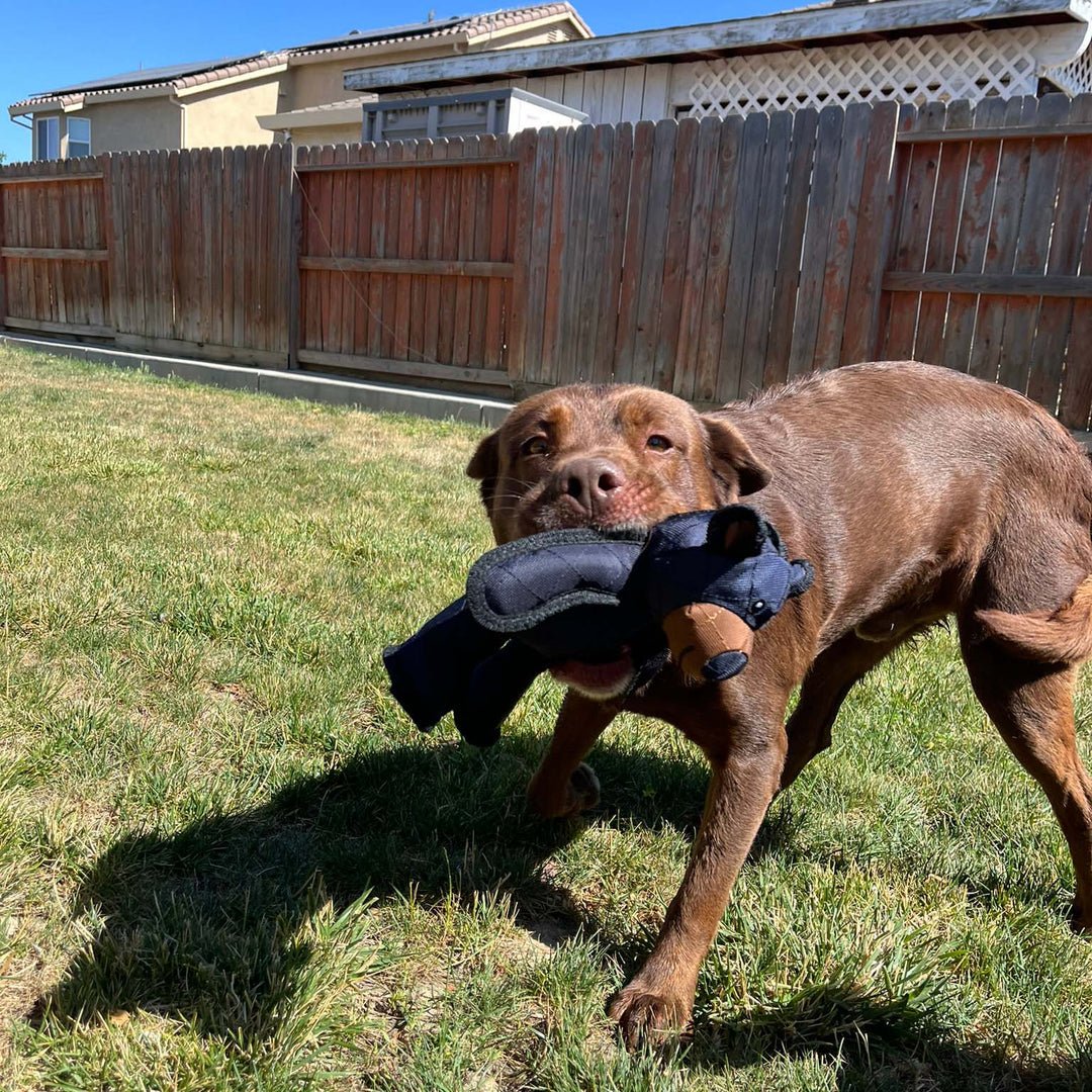 Indestructible & Interactive Bear Dog Toys For Heavy Chewers