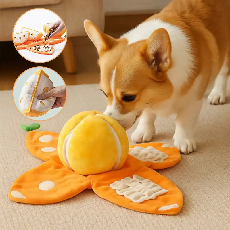Dog playing with a butterfly-shaped toy on a carpeted floor.