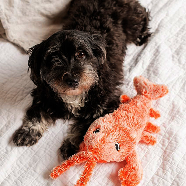 Floppy Lobster Interactive Dog Toy