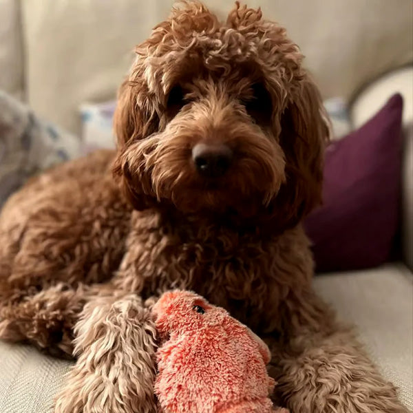 Floppy Lobster Interactive Dog Toy