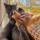 Cat Wrestling Glove Puppet Toy