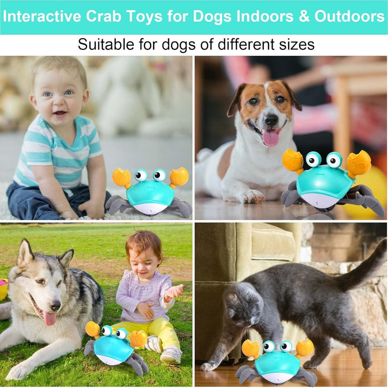 Crawling Crab Interactive Dog Toy