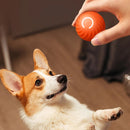 Smart Interactive Dog Toy 🐶