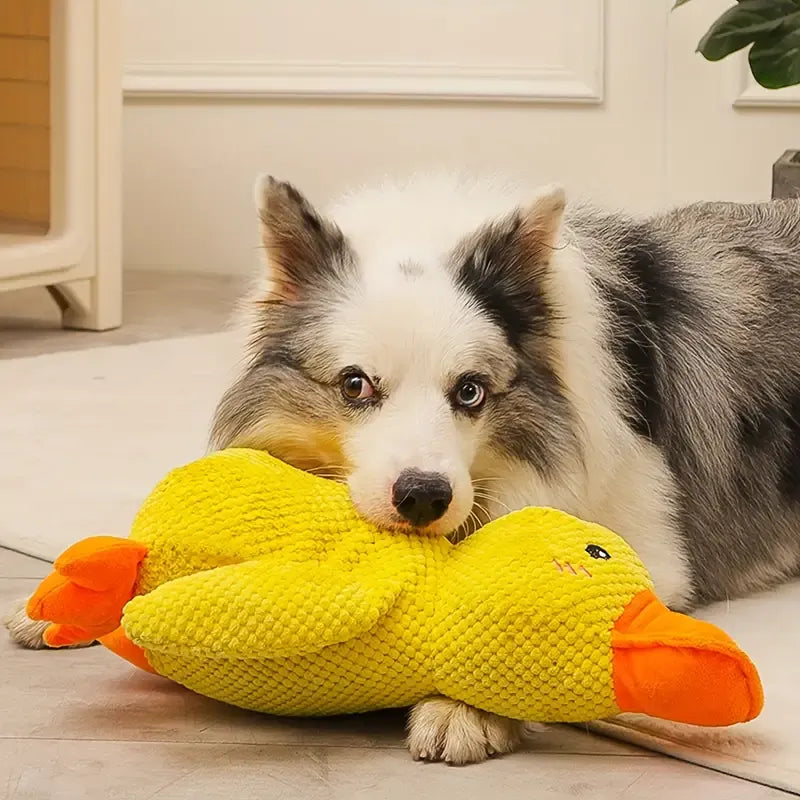 A dog lying down with a yellow and orange duck-shaped dog toy in its mouth. The dog appears to be a medium-sized breed with white, gray, and black fur.