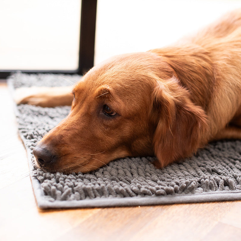 Absorbent Dog DoorMat