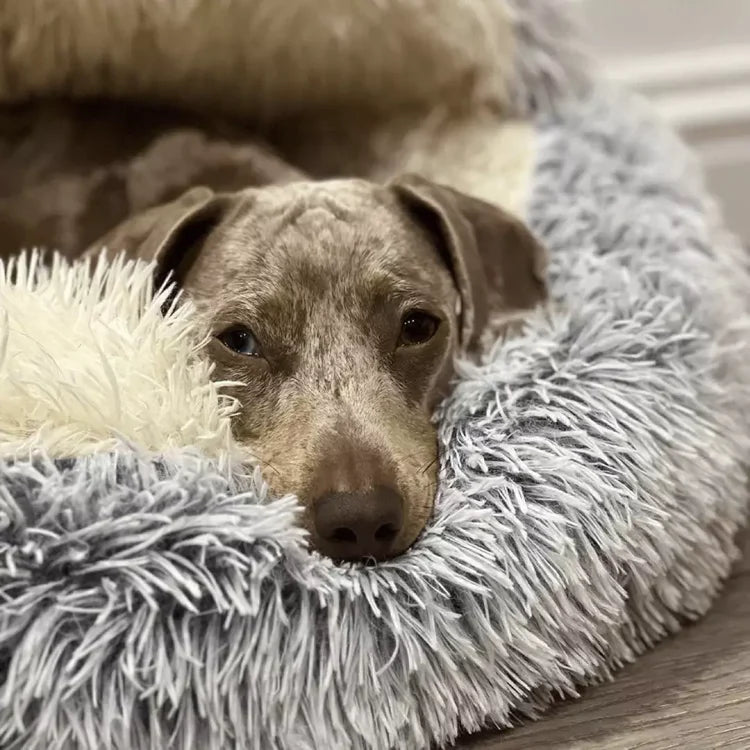 Cozycave Premium Pet Bed