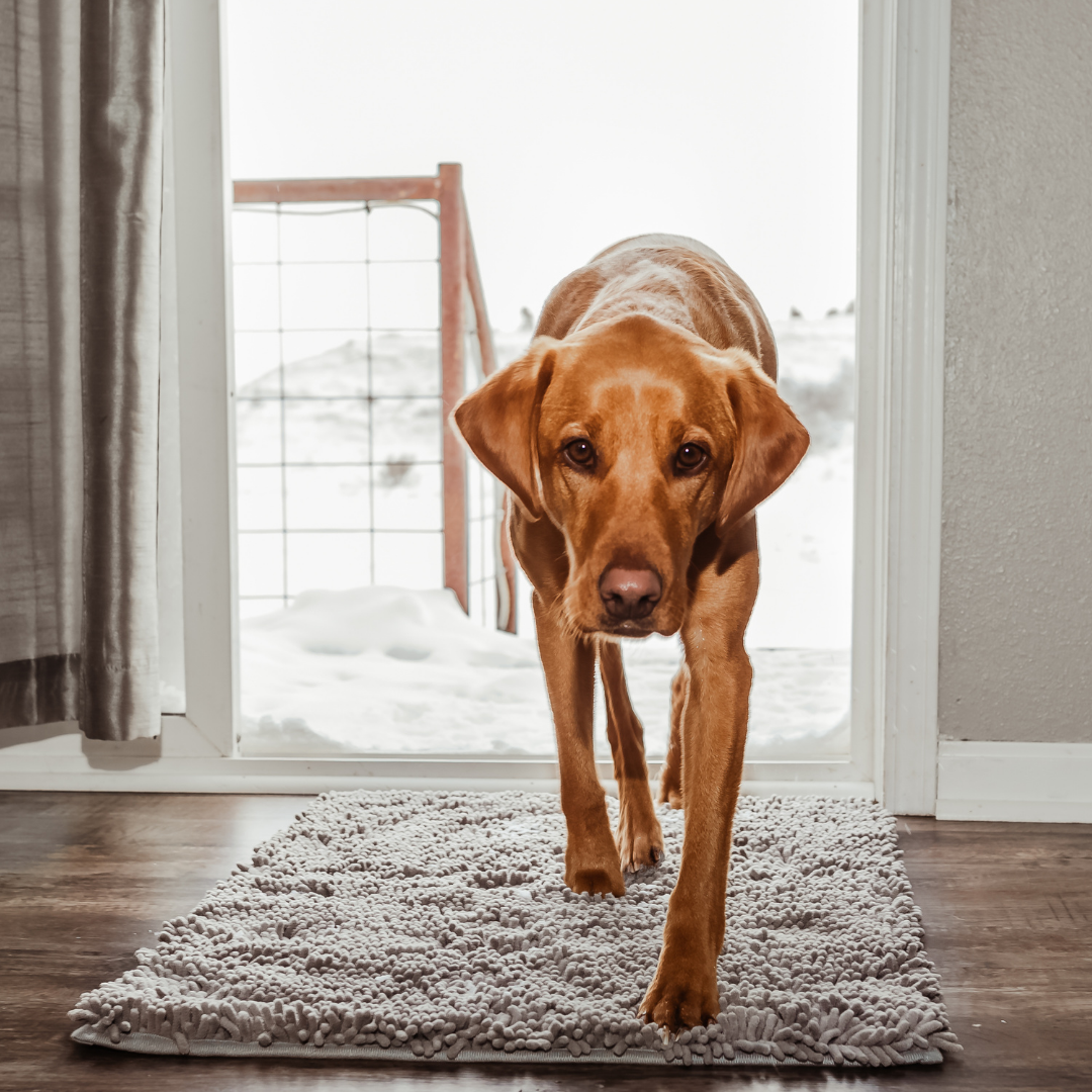Absorbent Dog DoorMat