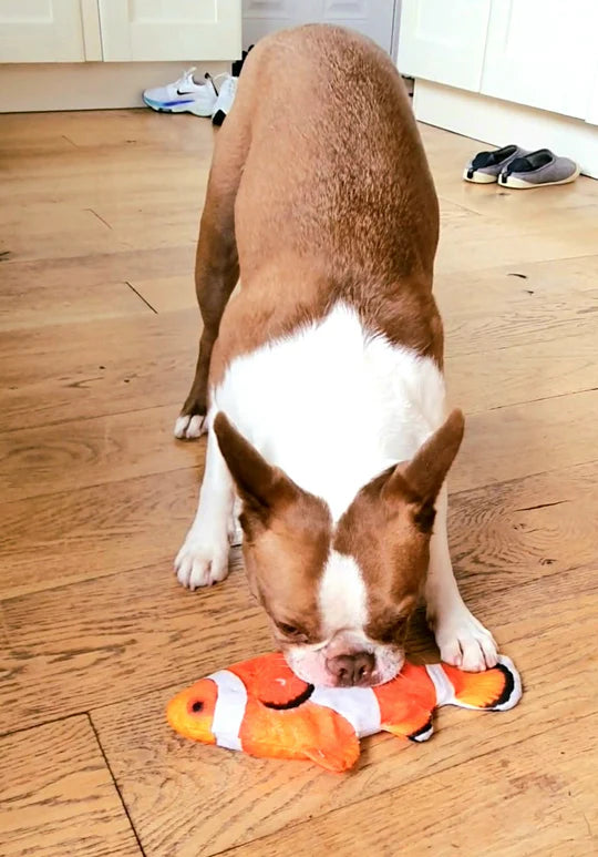 DancingFish  Floppy Fish Dog Toy