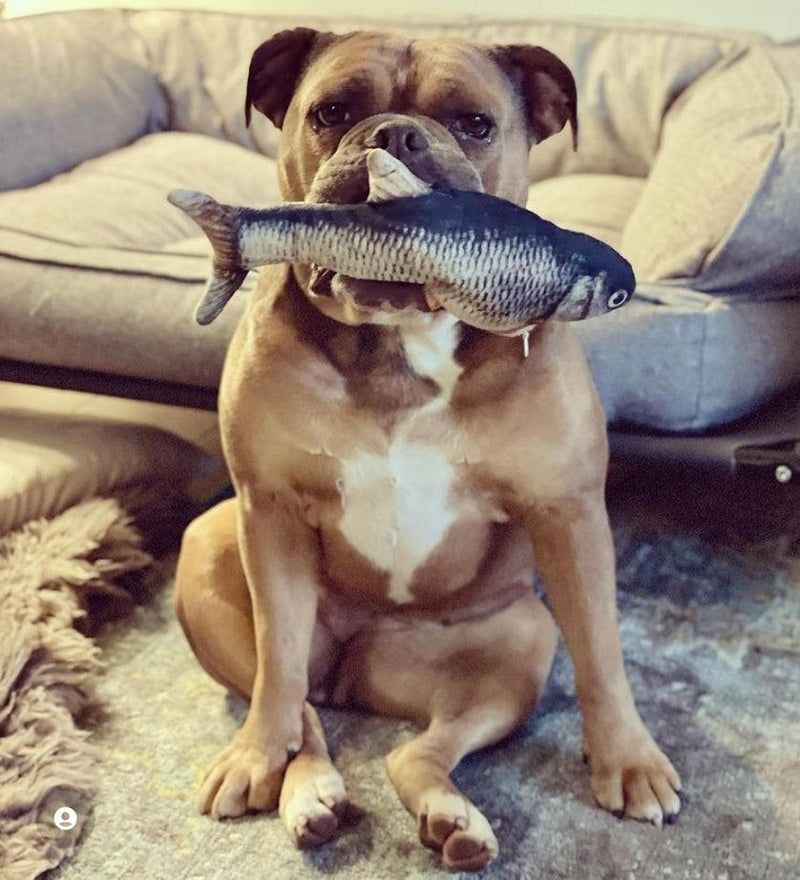 DancingFish  Floppy Fish Dog Toy