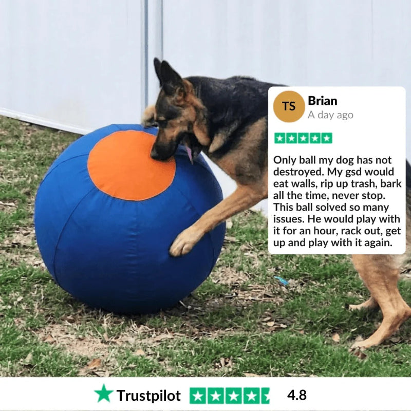 A German Shepherd dog is playing with a large blue and orange rubber ball outdoors on grass in front of a white fence. A white feedback card on the right shows a customer review with the name Brian and a Trustpilot rating at the bottom.