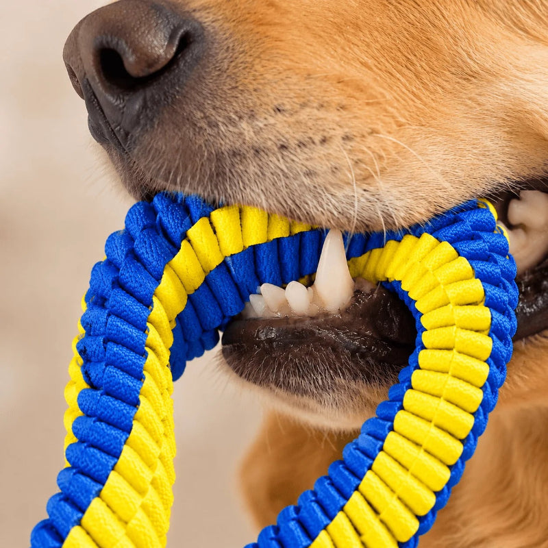 A close-up of a golden retriever dog holding a blue and yellow braided rope toy in its mouth.