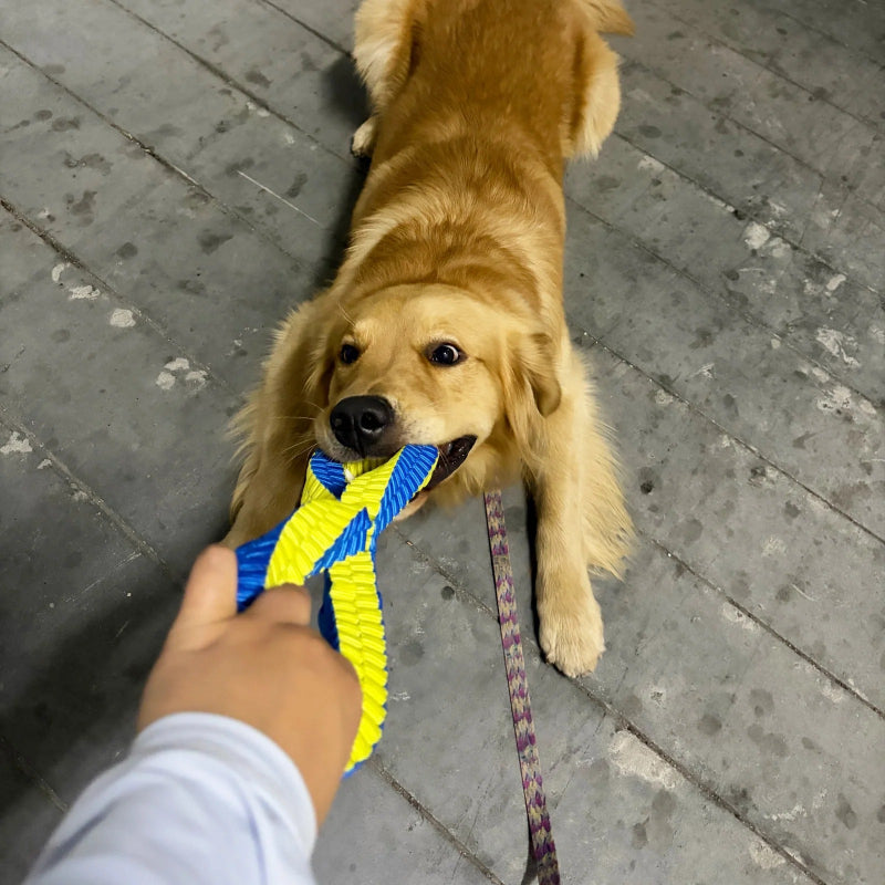 A golden retriever dog is playfully biting a blue and yellow rope tug toy while being held by a person's hand. The dog is also wearing a purple patterned leash on a gray concrete floor.