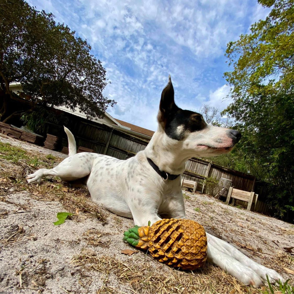 Pineapple Treat Dispensing Dog Toy for Aggressive Chewer
