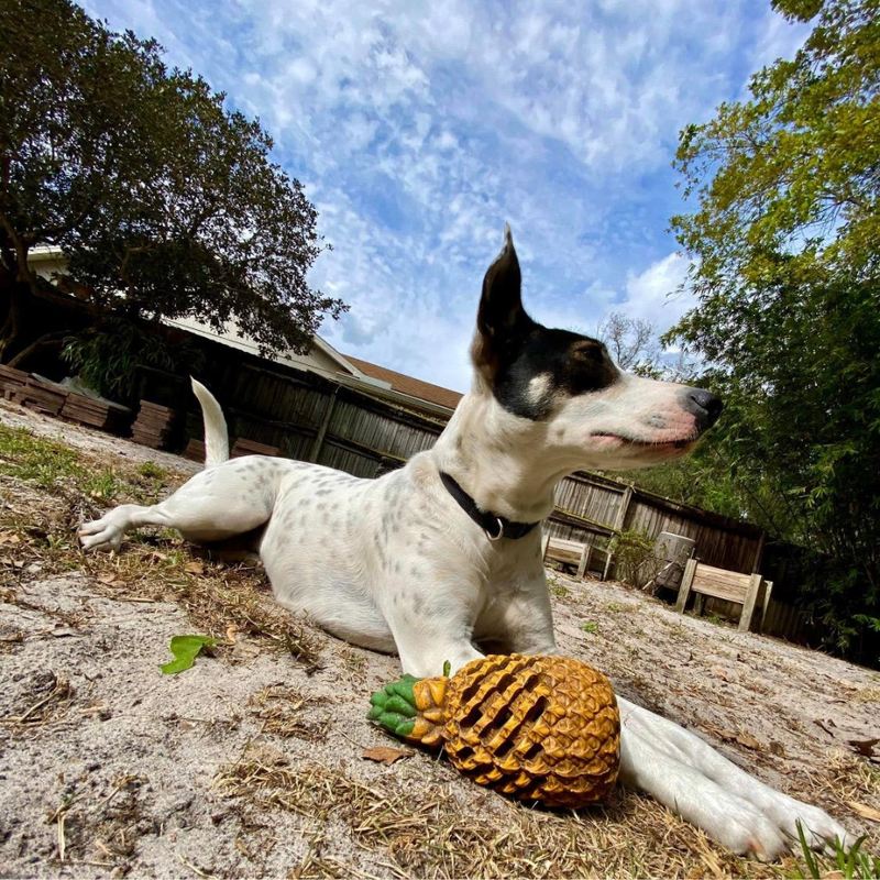 Pineapple Dog Chew Toys With Treat Fill for Aggressive Chewer