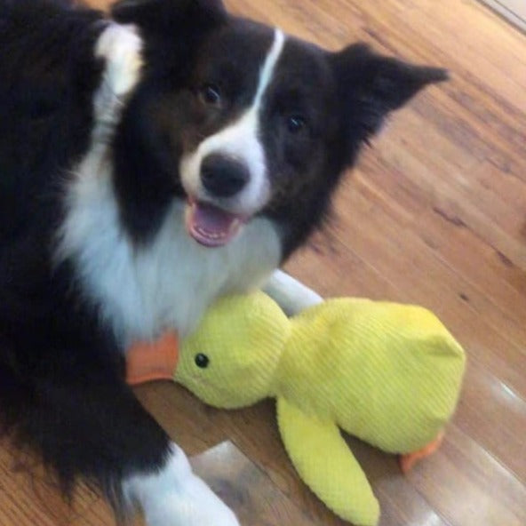 Calming Duck Dog Toy