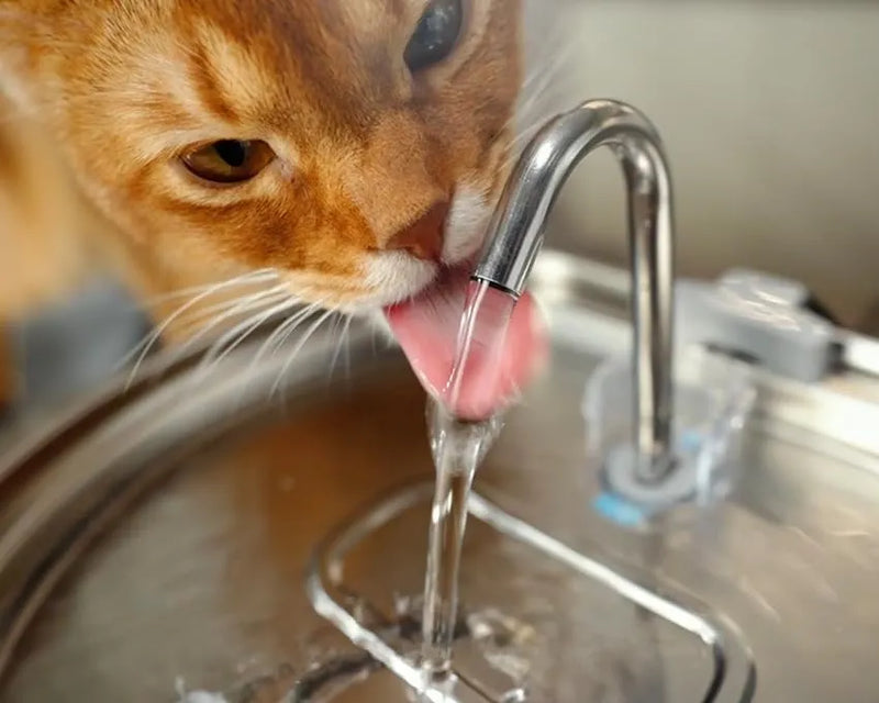 Pet Water Fountain