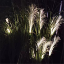 Solar Reed Garden Light
